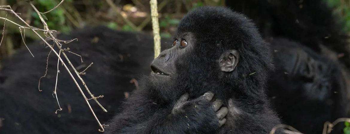 Uganda Gorilla Trekking Tours Explained