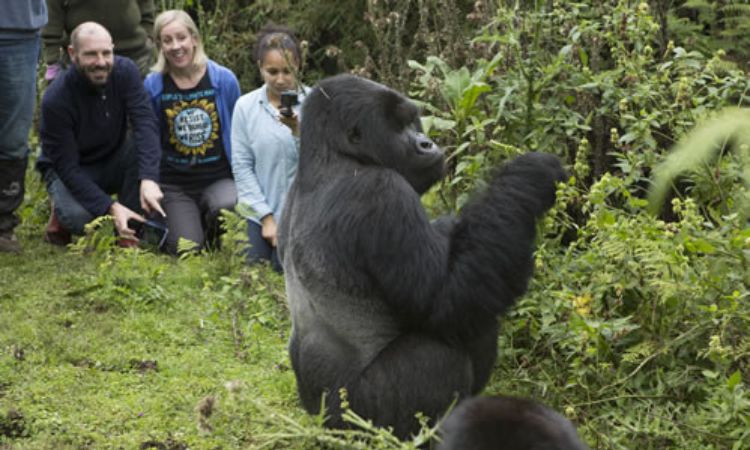 Uganda Gorilla Trekking Tours for Groups