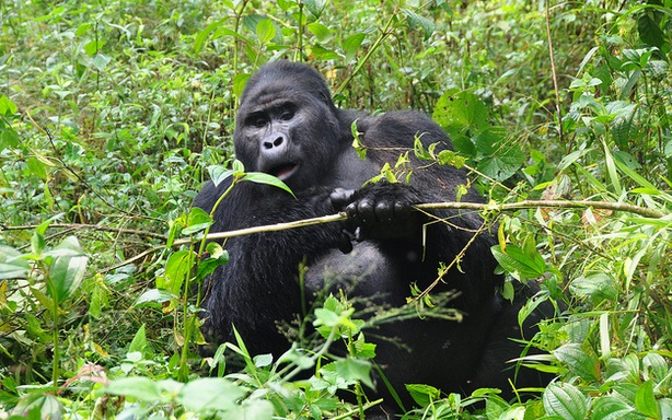 Uganda Gorilla Trekking in Bwindi