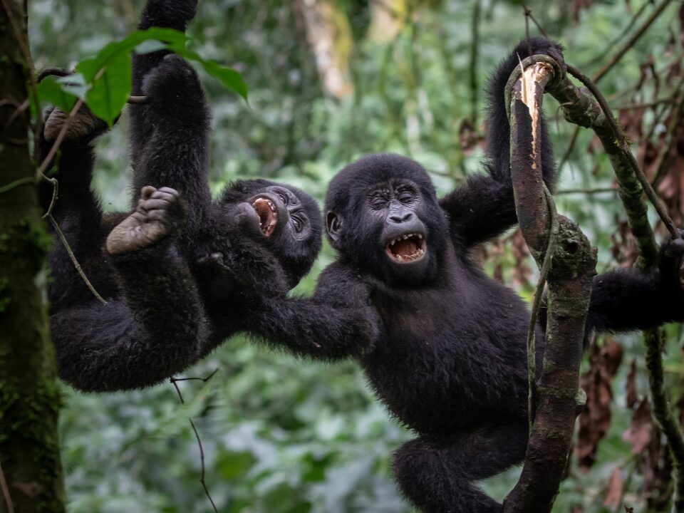 Uganda Honeymoon Safari Packages