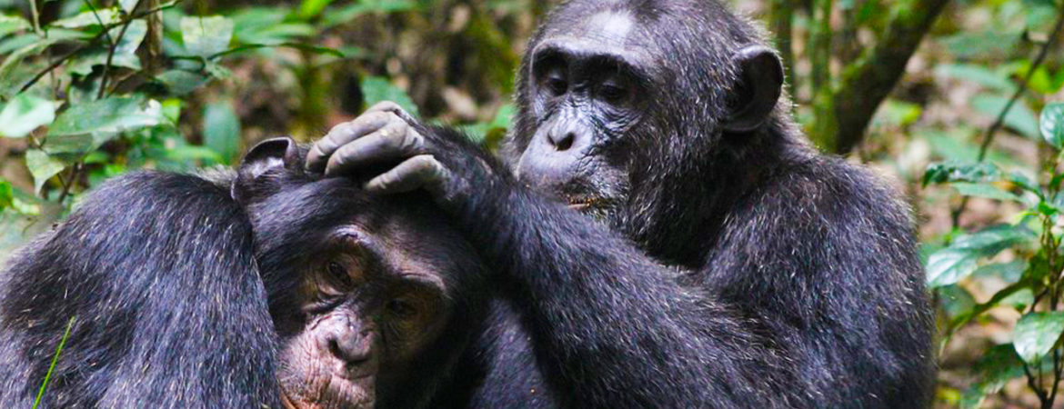Uganda Kibale Chimpanzee Trekking Tours