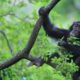 Uganda Kibale Chimpanzee Trekking Tours