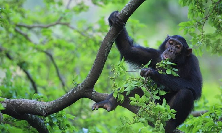 Uganda Kibale Chimpanzee Trekking Tours