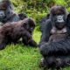 Uganda Luxury Gorilla Trekking Tours