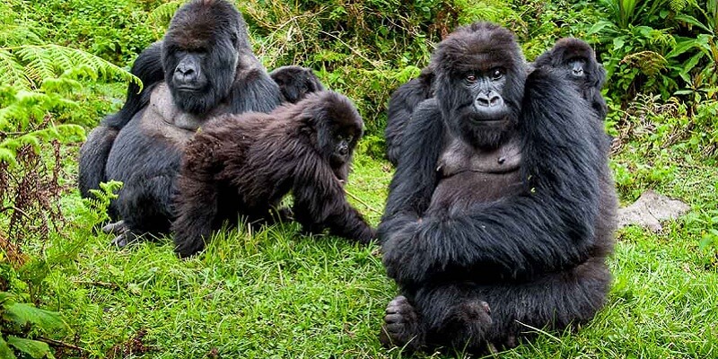 Uganda Luxury Gorilla Trekking Tours