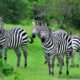 Uganda Luxury Safari Packages Overview