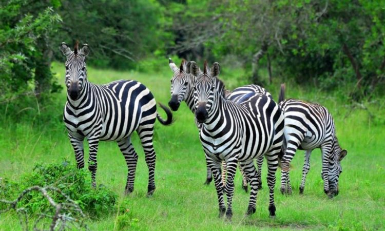 Uganda Luxury Safari Packages Overview