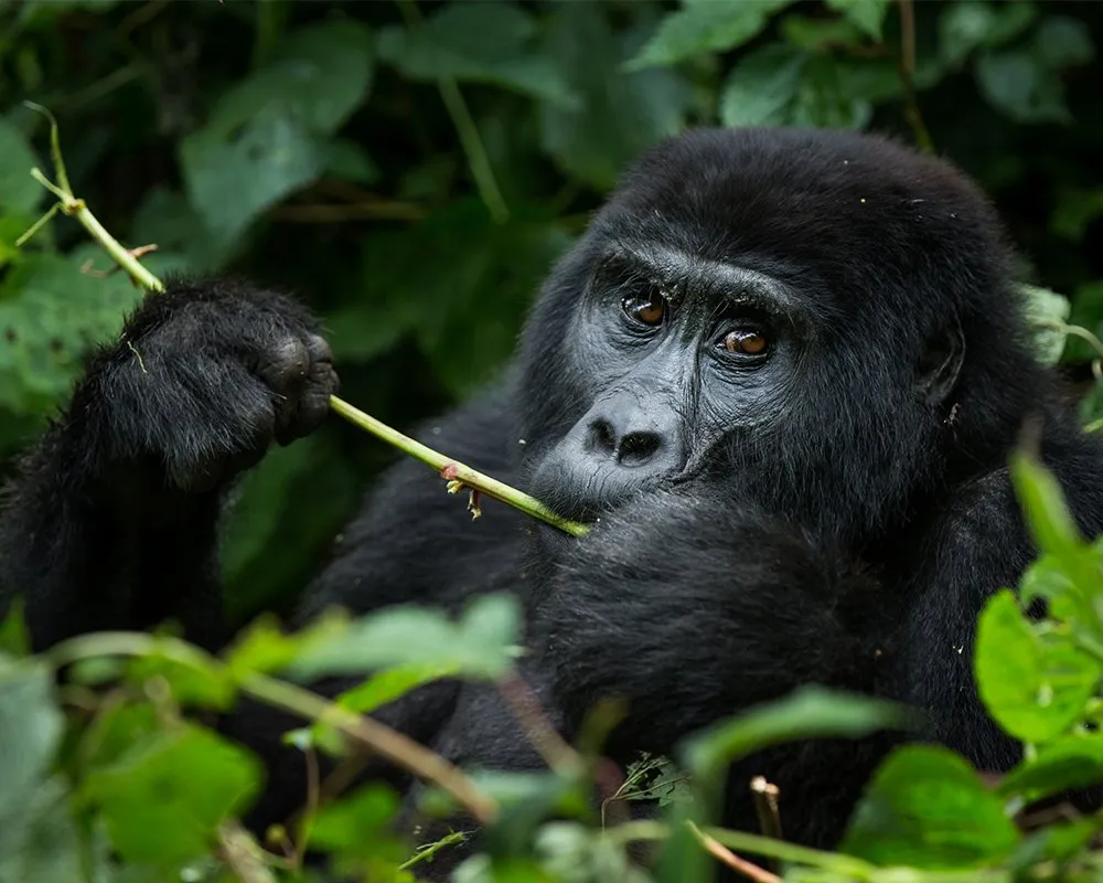 Uganda Primate Safari Packages