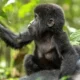 Uganda Primate Safari Packages