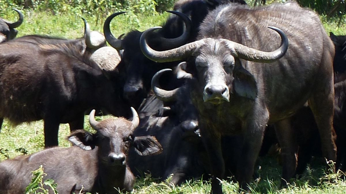 Uganda Private Tours: Why They’re Worth It