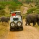 Uganda Safari Self-Drive Tips