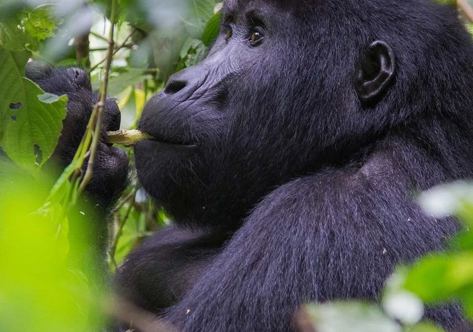 Uganda Safari Tips for First-Timers