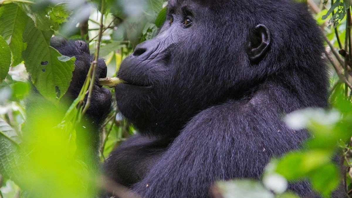 Uganda Safari Tips for First-Timers