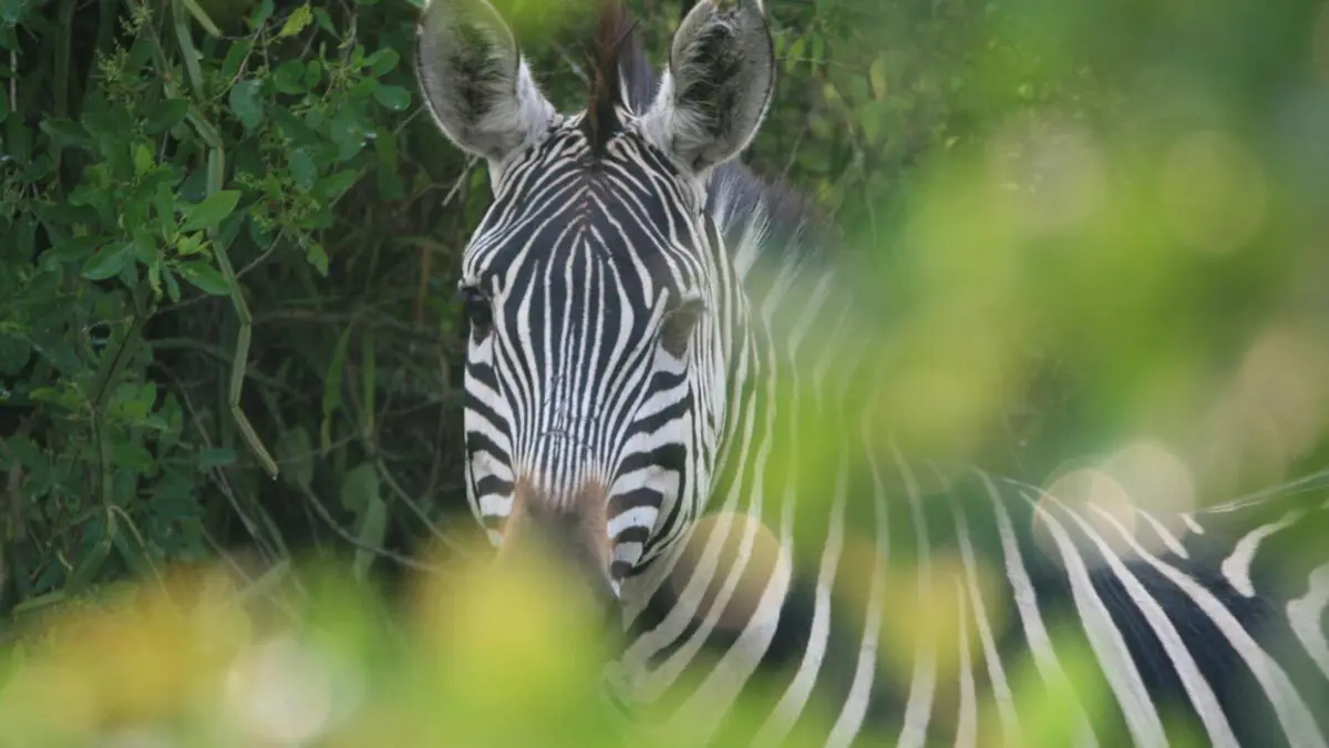 Uganda Safari Tips for First-Timers