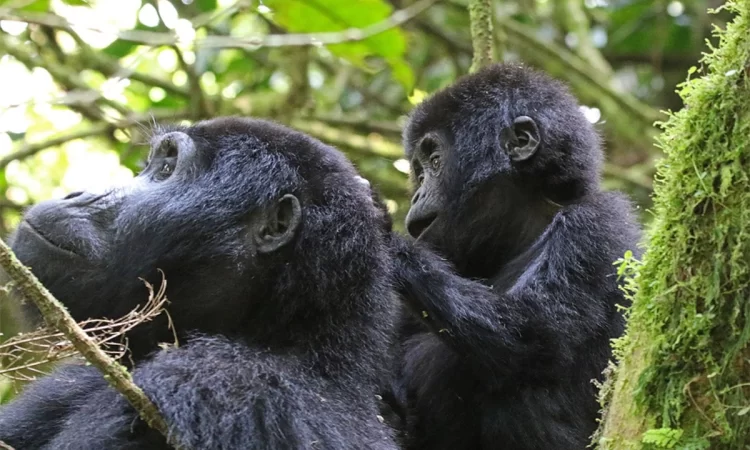 Uganda Safari Tours You Should Book Early