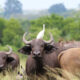 Uganda Safari Tours for Short Holidays