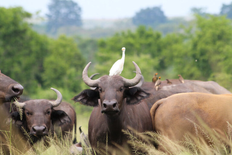 Uganda Safari Tours for Short Holidays