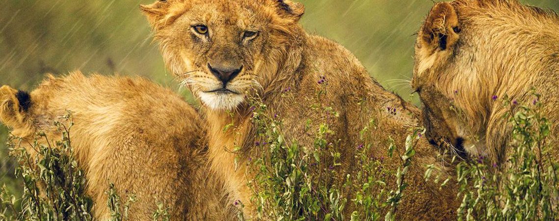 Uganda Safari Tours in Rainy Season