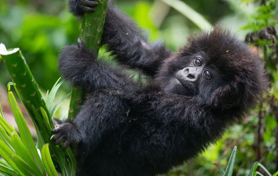 Uganda Safari Tours with Chimp Trekking