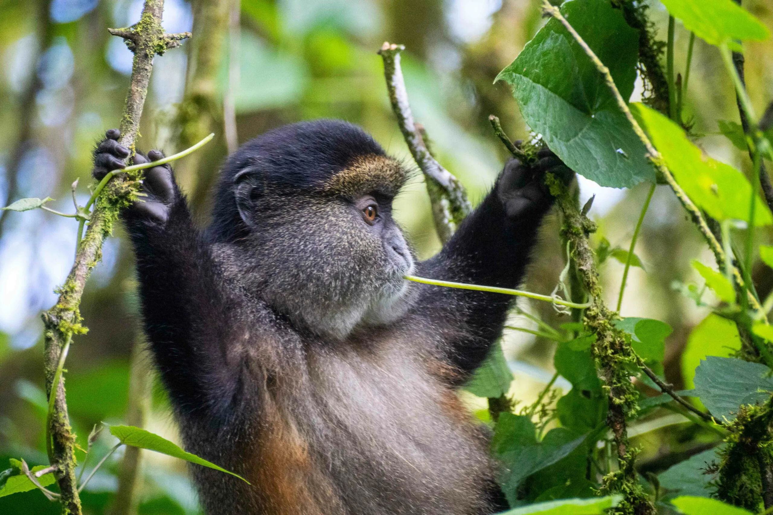 Uganda Safari Tours with Golden Monkeys