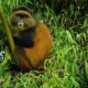 Uganda Safari Tours with Golden Monkeys