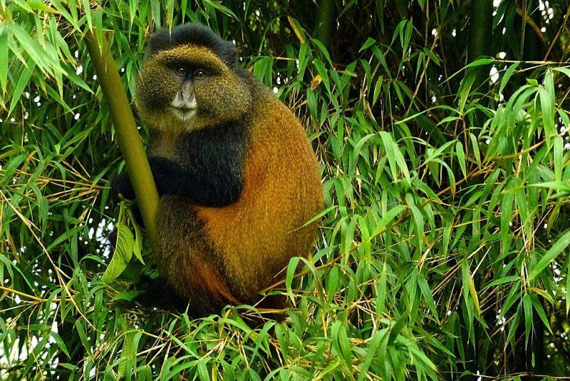 Uganda Safari Tours with Golden Monkeys