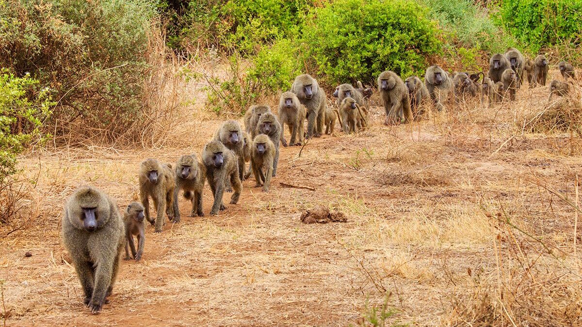 Uganda Safari Tours with Horseback Riding