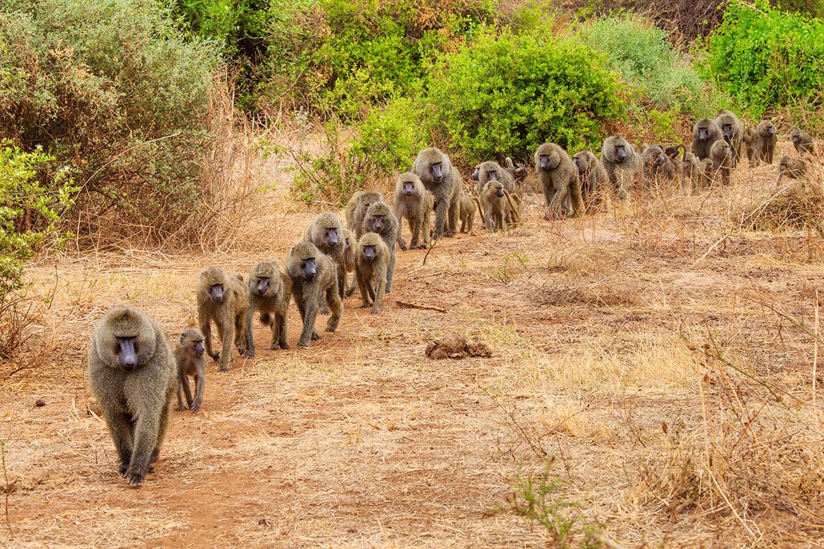 Uganda Safari Tours with Horseback Riding