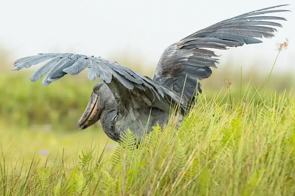 Uganda Safari Tours with Lake Victoria