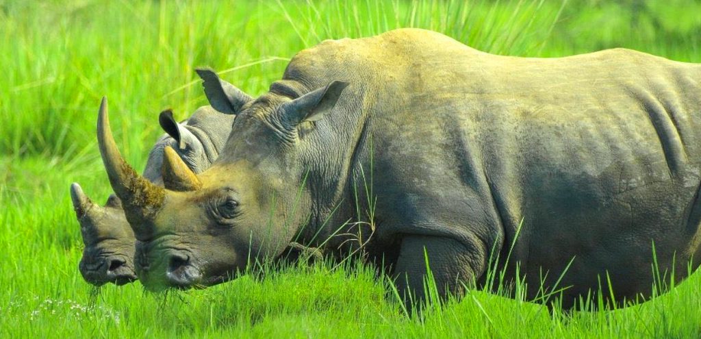 Uganda Safari Tours with Rhino Tracking