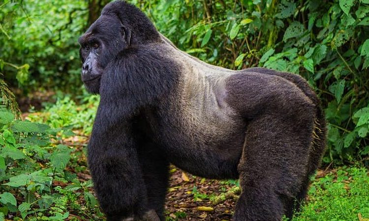Uganda Safari and Gorilla Trekking Combo