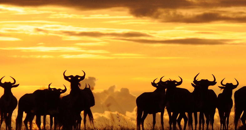 Uganda Safari and Rwanda Gorilla Combo