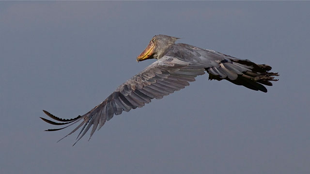 Uganda Tours: Best Time to Visit