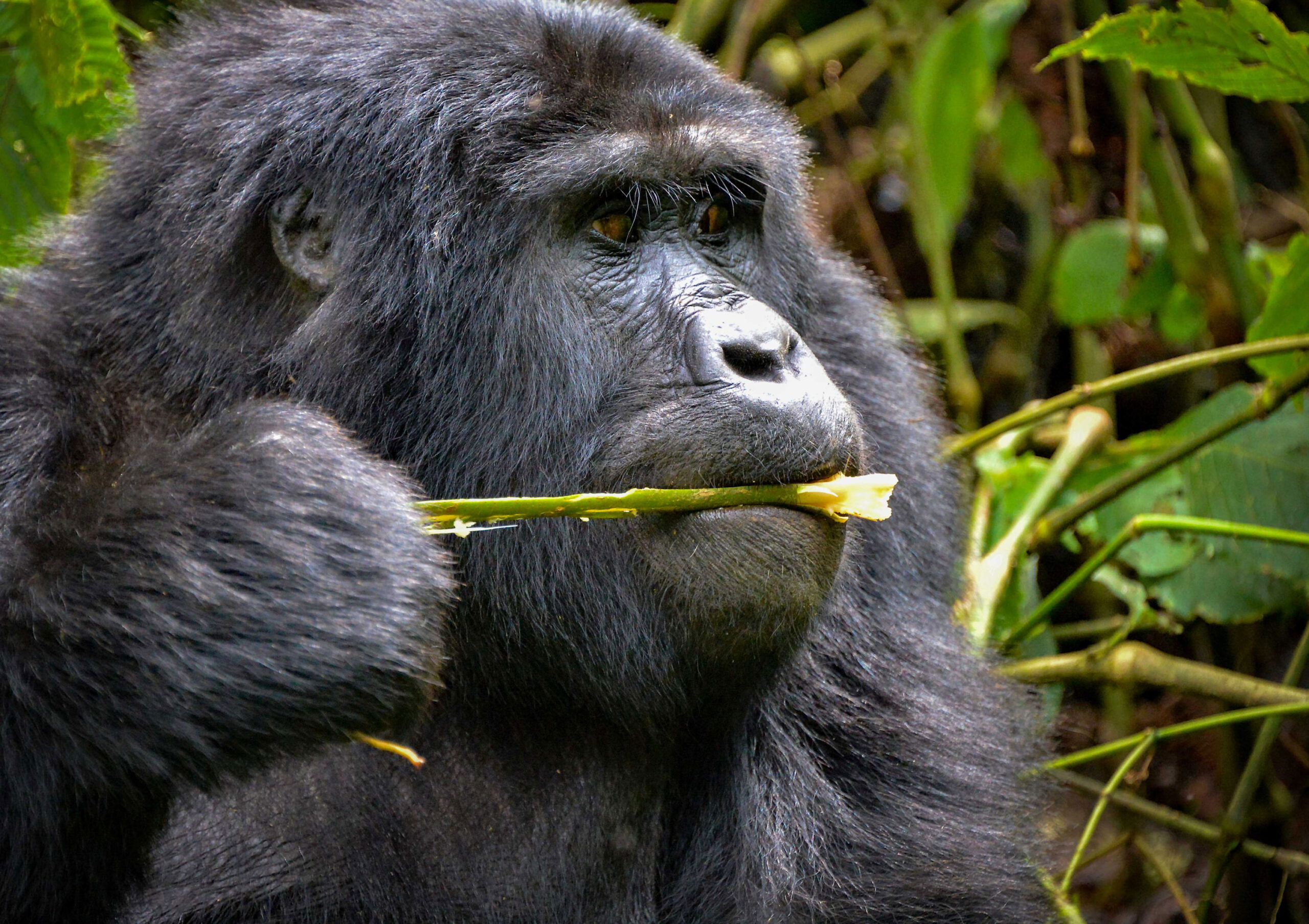 Uganda Tours: Best Time to Visit