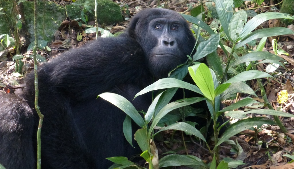 Uganda Tours for 2025: Top Recommendations