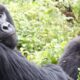 Uganda Volcano and Gorilla Trek Tours
