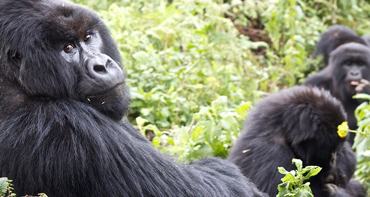 Uganda Volcano and Gorilla Trek Tours