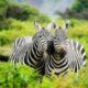 Uganda Wildlife Tours Near Kampala