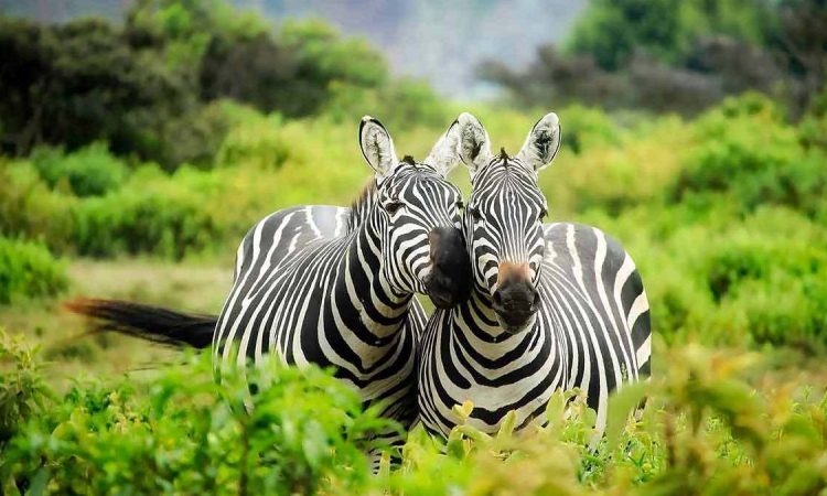 Uganda Wildlife Tours Near Kampala