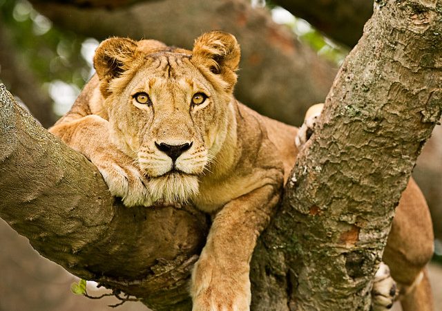 Uganda Wildlife Tours for Big Cat Lovers