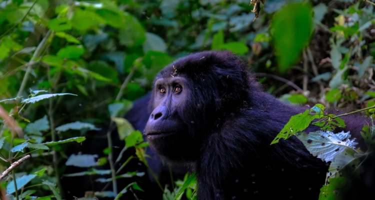 Uganda Wildlife and Culture Tour Guide