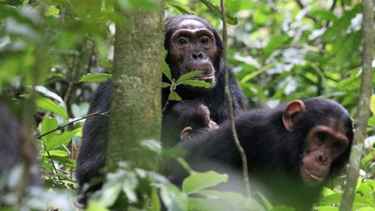 Western Uganda Tour Highlights