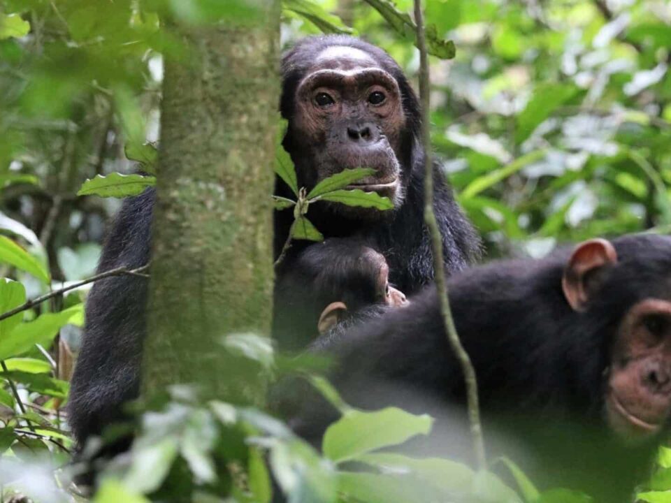 Western Uganda Tour Highlights