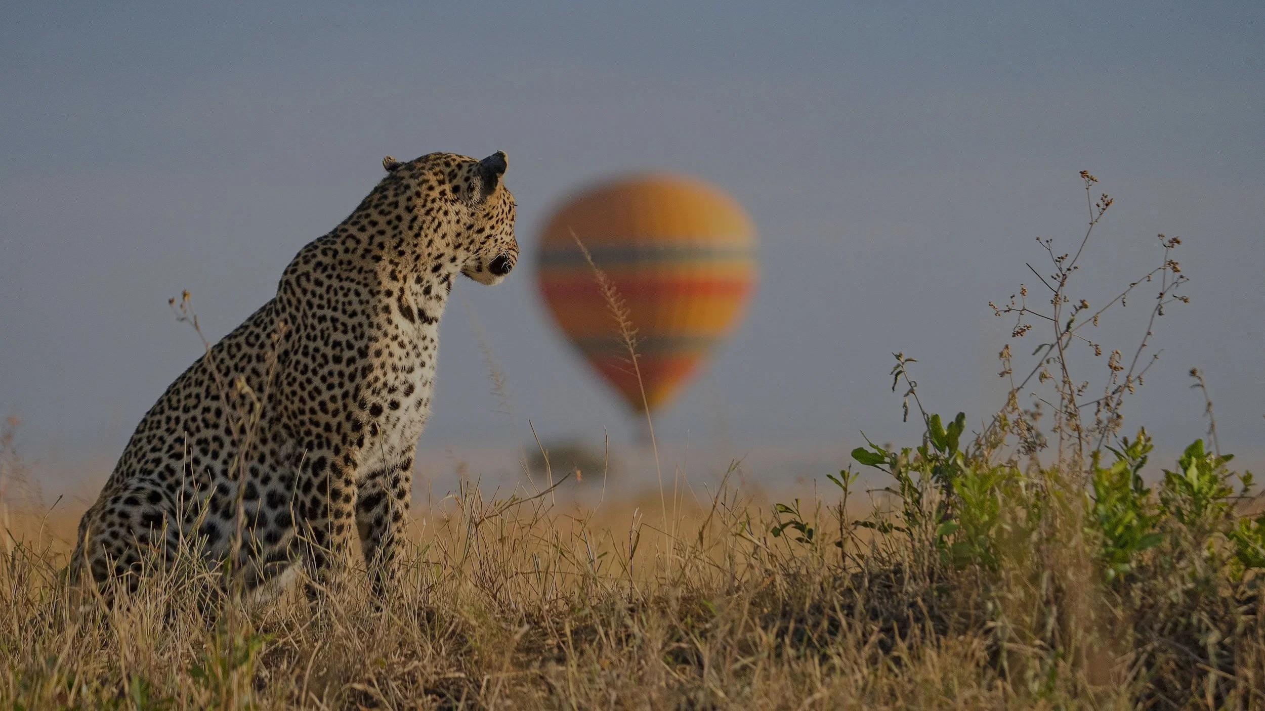 What animals can I see in Maasai Mara?