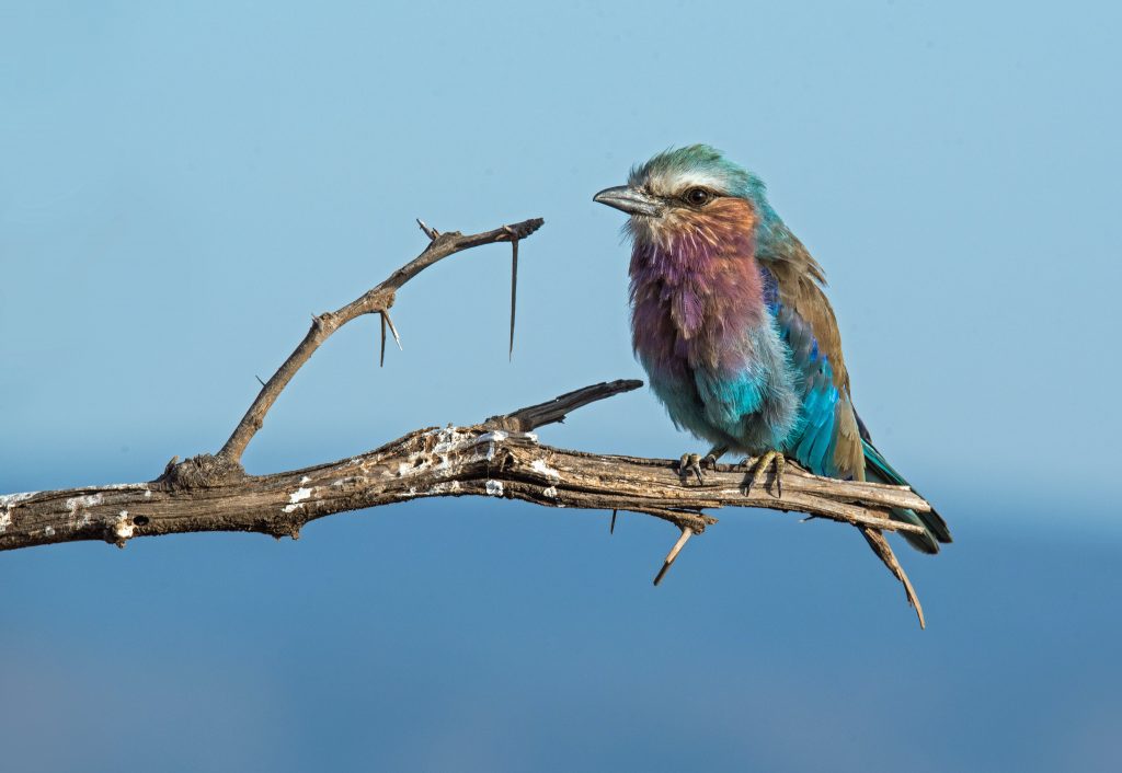 What are Kenya’s best birding spots?