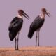 What are Kenya’s best birding spots?