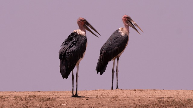 What are Kenya’s best birding spots?