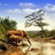 What are Kenya’s national parks known for?
