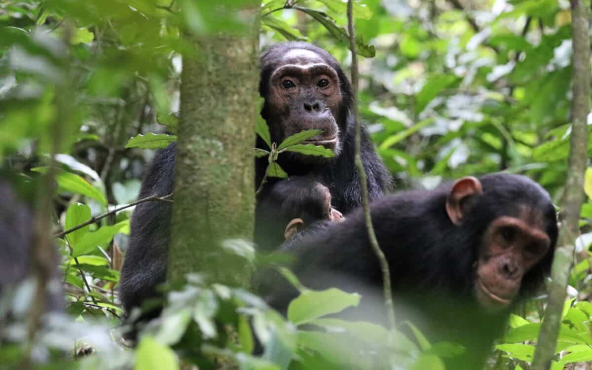 What are the hidden gems of Western Uganda?