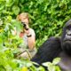What are the rules for photographing gorillas?
